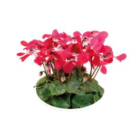 Cyclamen 'Djix'