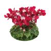 Cyclamen 'Djix'