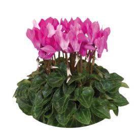 Cyclamen 'Crayon'