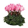 Cyclamen 'Crayon'