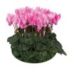 Cyclamen 'Crayon'