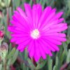 Lampranthus sp. à petites fleurs