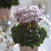 Cyclamen 'ABSOLU'®de Morel