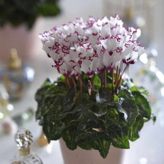 Cyclamen 'ABSOLU'®de Morel