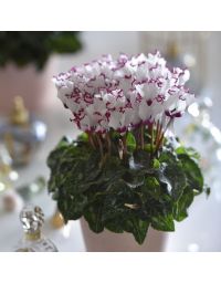 Cyclamen 'ABSOLU'® de Morel