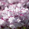 Cyclamen 'ABSOLU'®de Morel