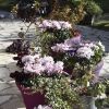 Cyclamen 'ABSOLU'®de Morel