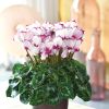 Cyclamen 'VICTORIA®' blanc au coeur et liseré rose