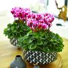 Cyclamen Outstanding FANTASIA® magenta