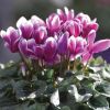 Cyclamen Outstanding FANTASIA® violet foncé