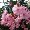 Nerium Oleander - Laurier rose 'Madame Allen'