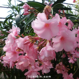 Laurier-rose 'Madame Allen' (Nerium oleander)