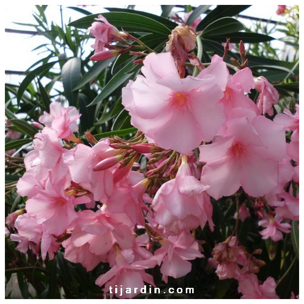 Nerium Oleander - Laurier rose 'Madame Allen'