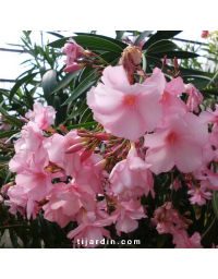 Laurier-rose 'Madame Allen' (Nerium oleander)