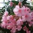 Laurier-rose 'Madame Allen' (Nerium oleander)