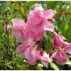 Nerium Oleander - Laurier rose 'Madame Allen'