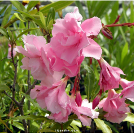 Laurier-rose 'Madame Allen' (Nerium oleander)