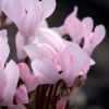 Cyclamen 'Crayon®'