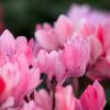 Cyclamen 'Crayon®'