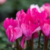 Cyclamen 'Crayon®'