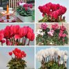 Lot de 6 Cyclamen 'Mini'