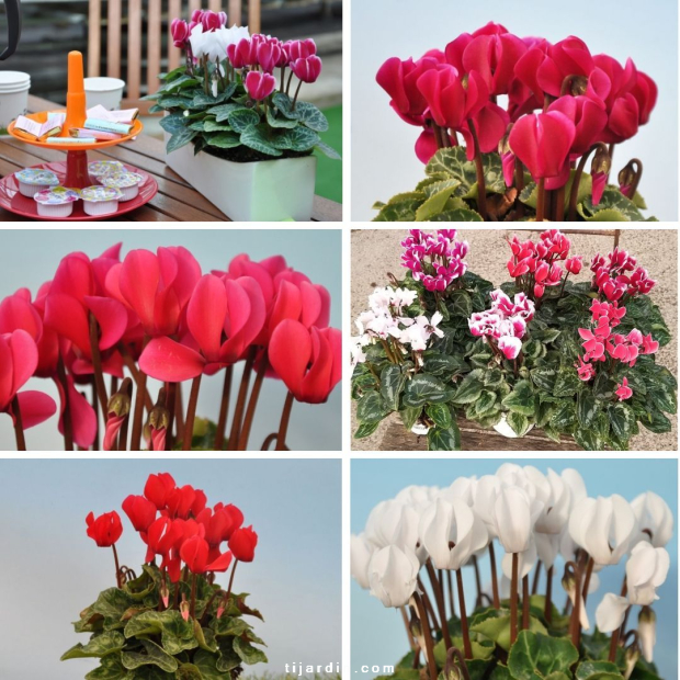 Lot de 6 Cyclamen 'Mini' Lot de 6 Cyclamen 'Mini'