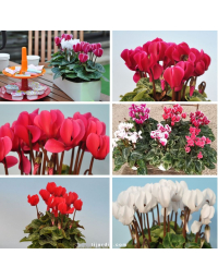Lot de 6 Cyclamens 'Mini'