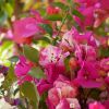 Bougainvillea 'Roma'