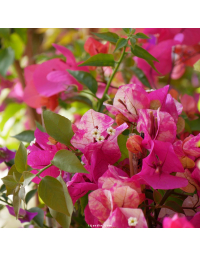 Bougainvillier 'Roma'