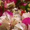 Bougainvillea 'Roma'