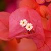 Bougainvillea 'Sundown Orange'