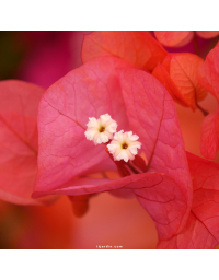 Bougainvillier 'Sundown Orange'