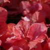 Bougainvillea 'Sundown Orange'