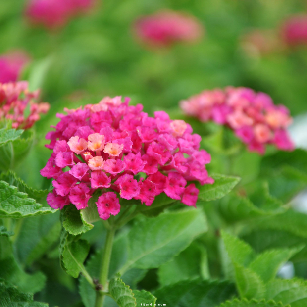 Lantana camara 'Bandana Sunrise Cherry'