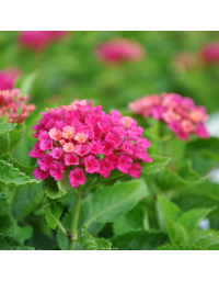 Lantana camara 'Bandana Sunrise Cherry'