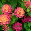 Lantana camara 'Bandana Sunrise Cherry'