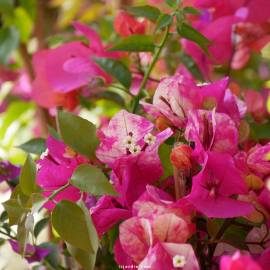 Bougainvillier cadeau