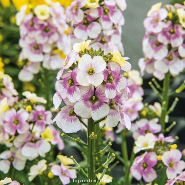 Erysimum winter "Charm" - Giroflée vivace