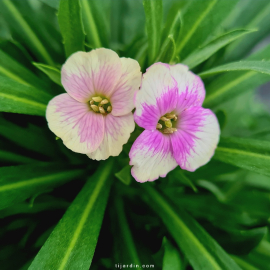 Erysimum winter "Charm" - Giroflée vivace