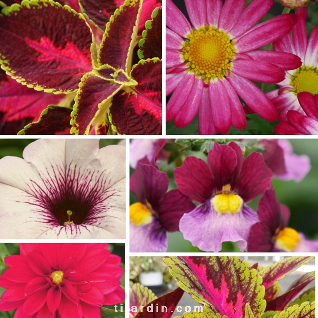 Lot de plantes aux couleurs de l'année : Viva Magenta 