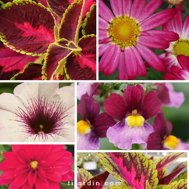 Lot de plantes aux couleurs de l'année : Viva Magenta Lot de plantes aux couleurs de l'année : Viva Magenta