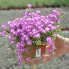Drosanthemum hispidum violet