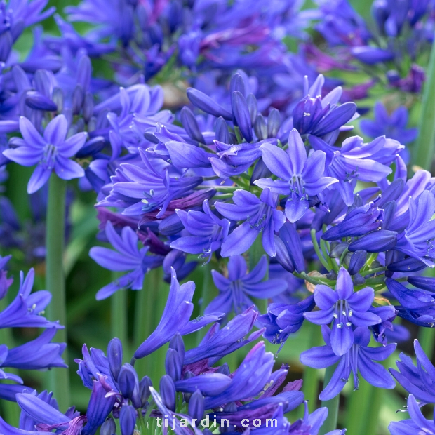 Agapanthus 'Pino' Agapanthus 'Pino'