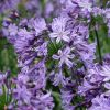 Agapanthus 'Poppin Star'