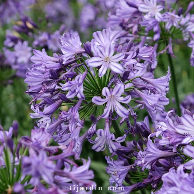 Agapanthus 'Poppin Star' Agapanthus 'Poppin Star'