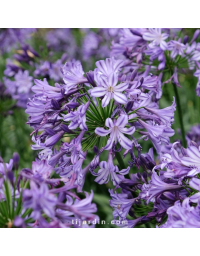 Agapanthe 'Poppin Star'