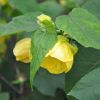 Abutilon 'Yellow Star'