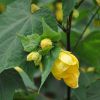 Abutilon 'Yellow Star'