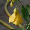 Abutilon 'Yellow Star'