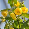 Abutilon 'Yellow Star'